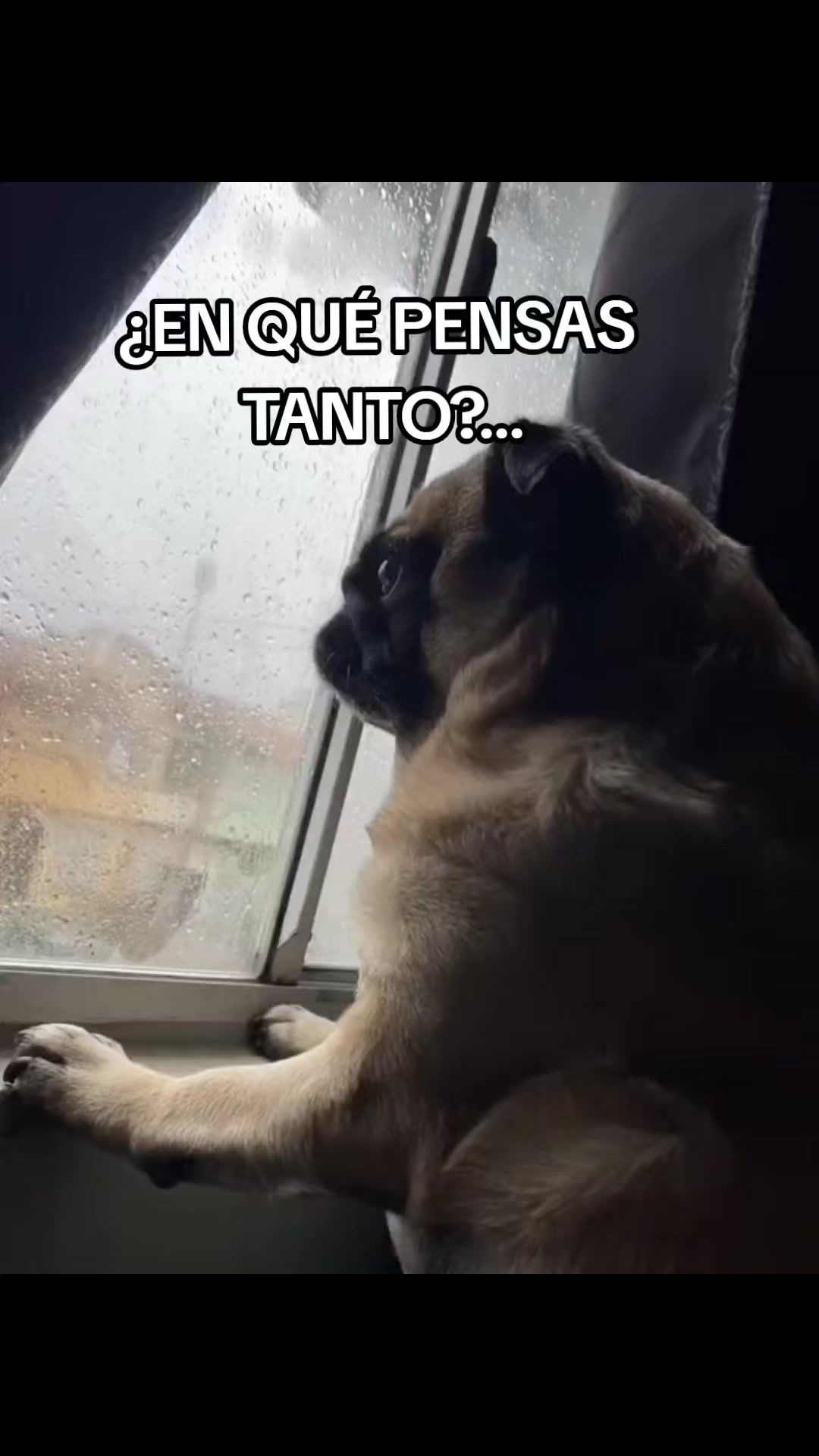 @Un Tal Elvis 😎