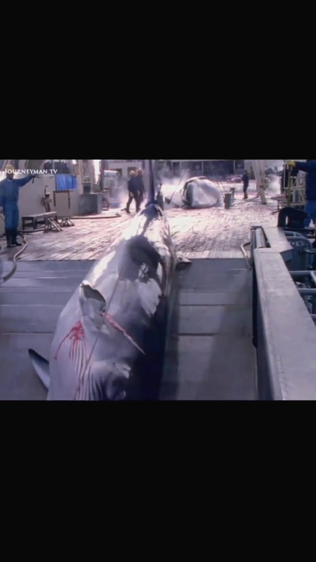 @SEA SHEPHERD