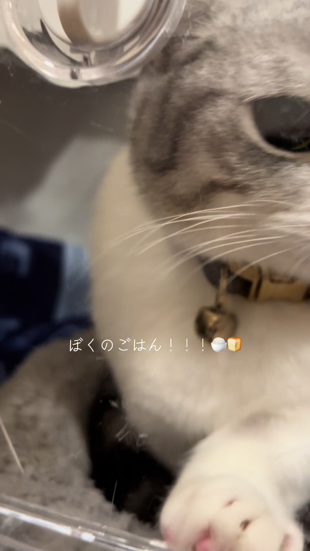 @短足マンチのえる♂