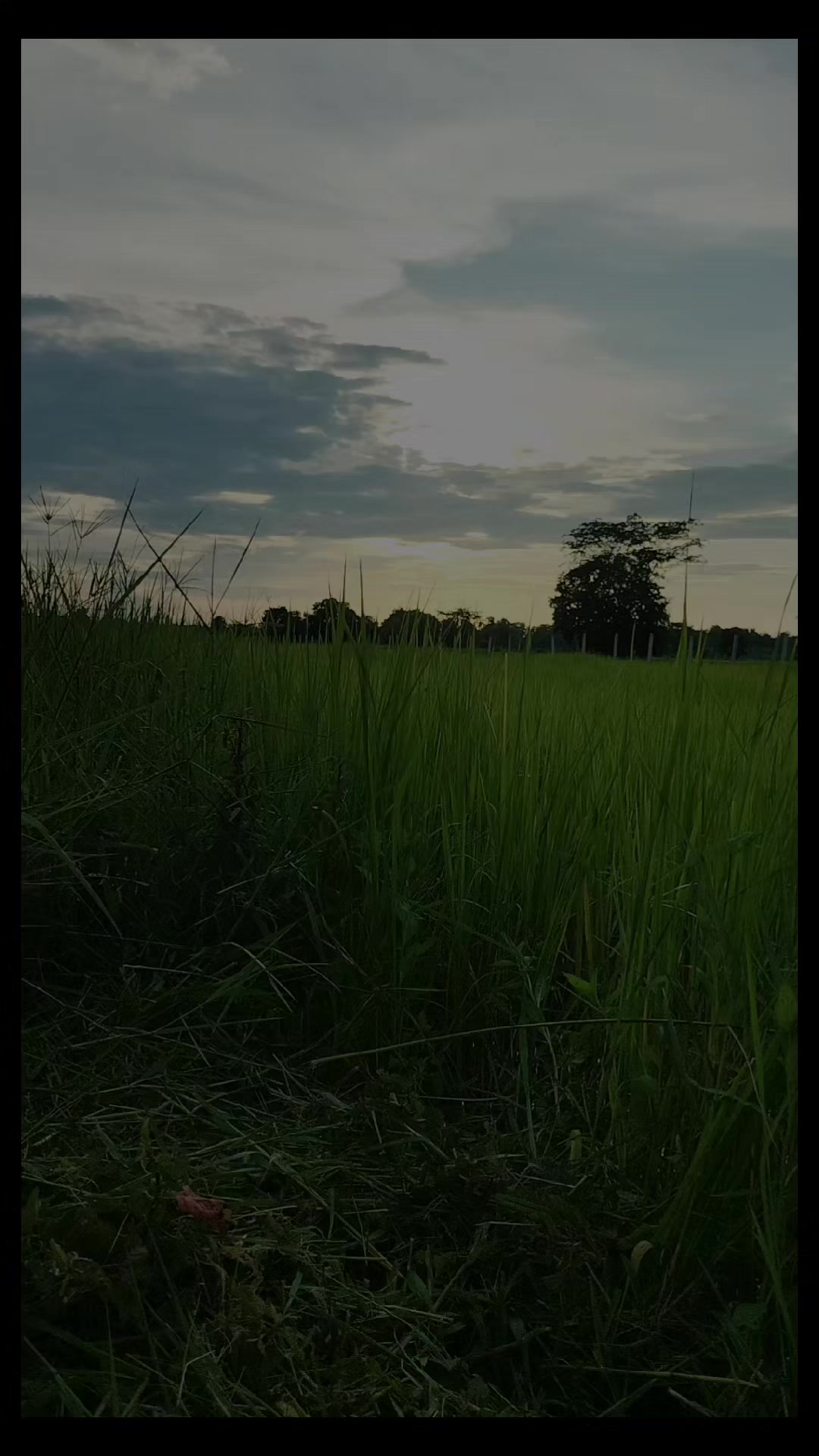 @Surasak