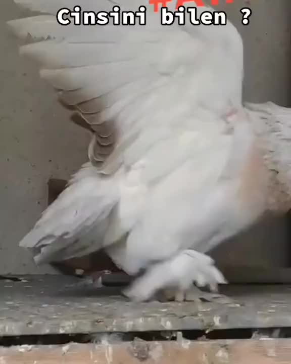 @G&Uuml;VERCİN SEVGİSİ🕊🧿