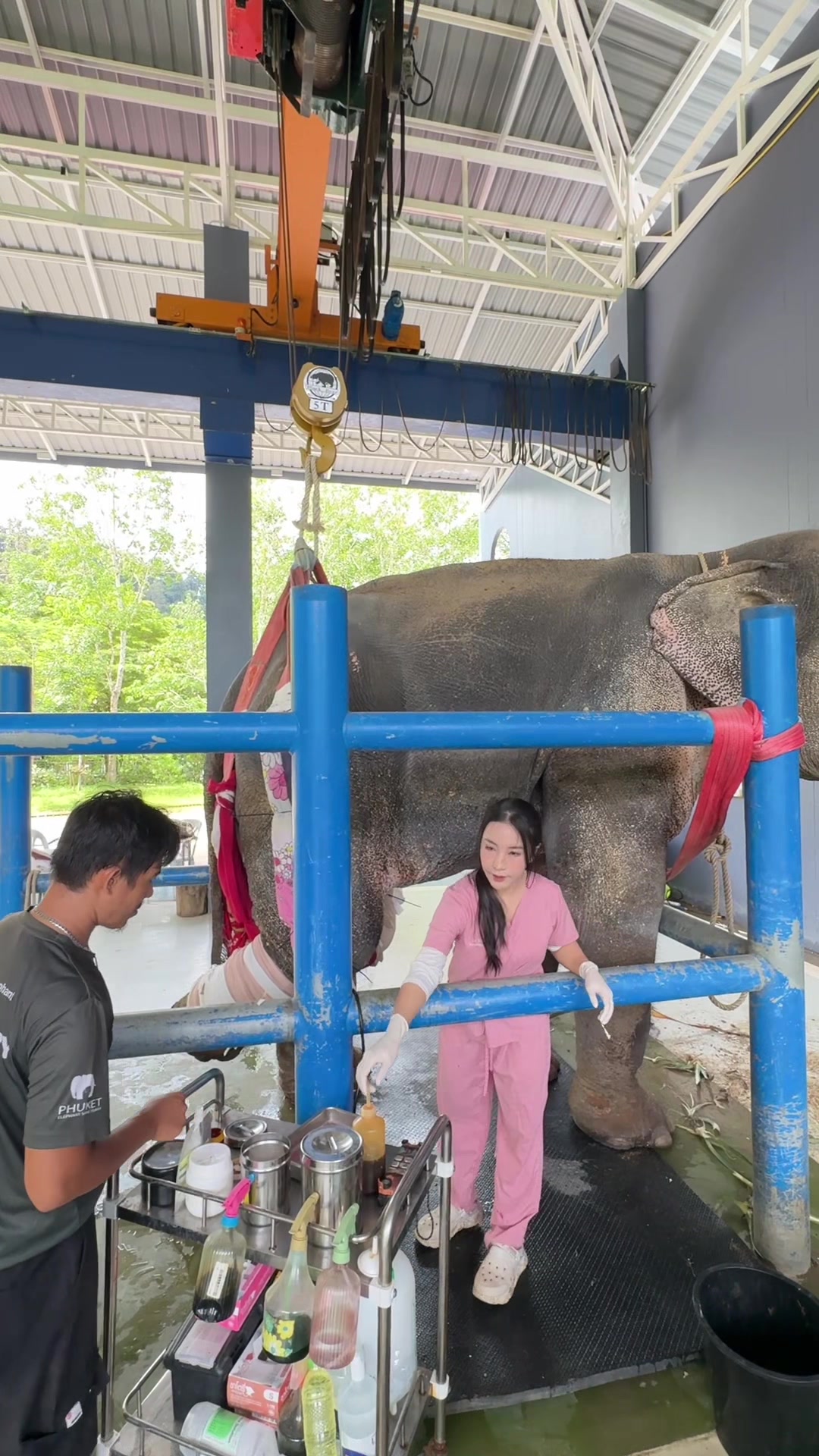 @หมอโบว์ รักษาช้าง