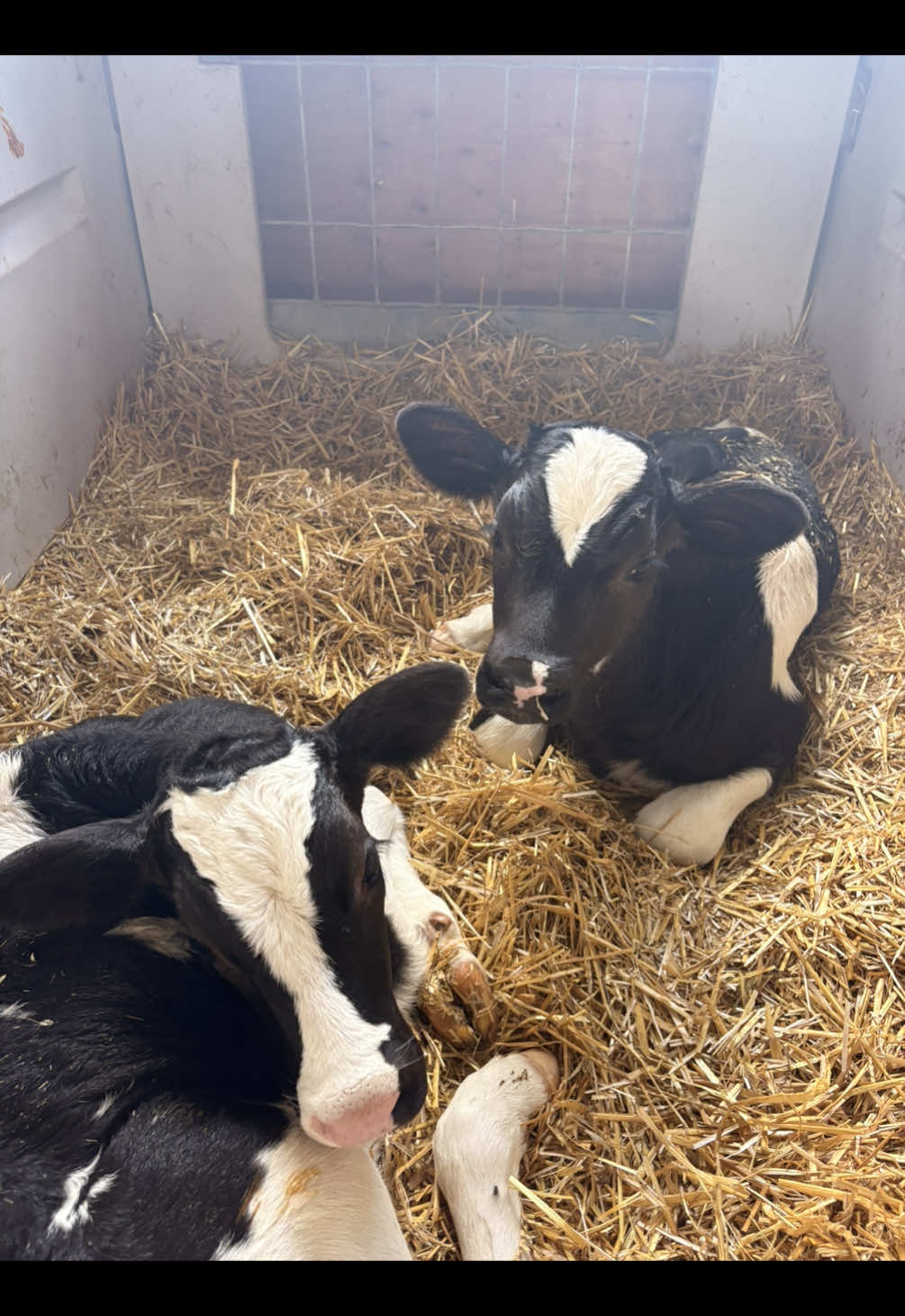 @Krestlink Holsteins