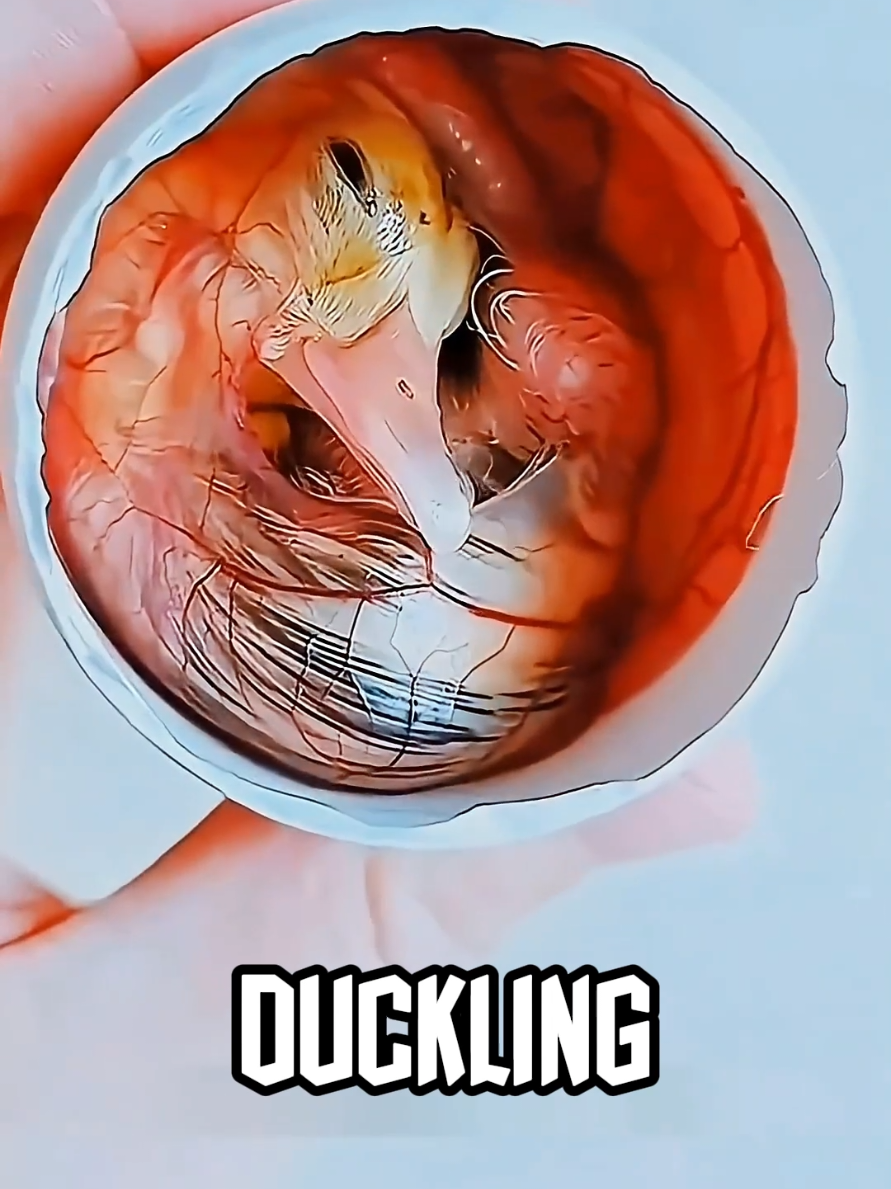 @Jivorix