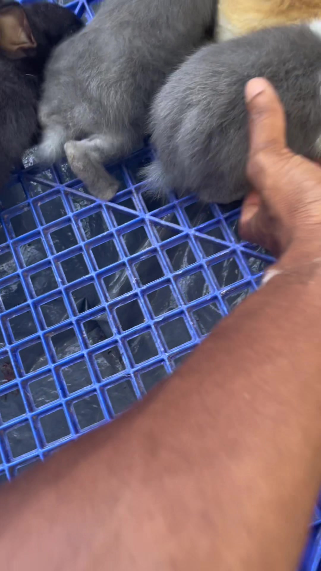 @HappyHoppersRabbitry