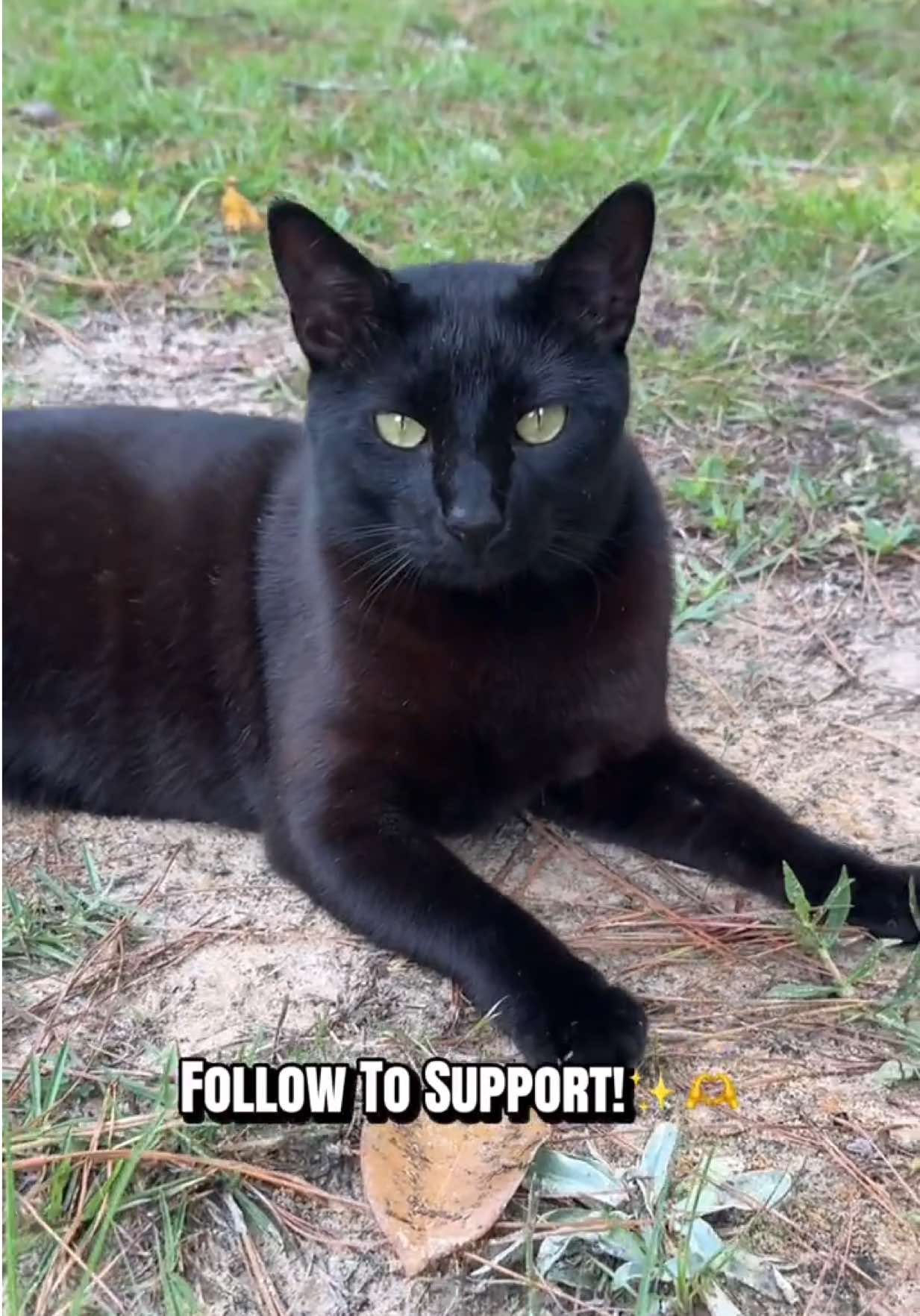@Shiva The Forest Cat