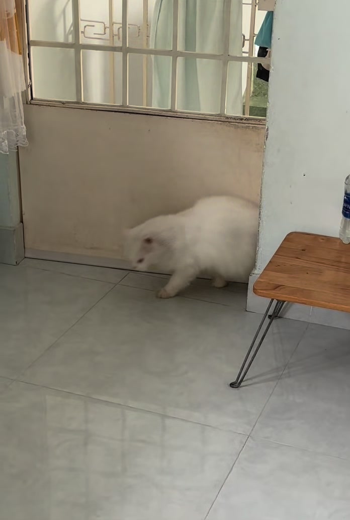 @Xù xinh xắn