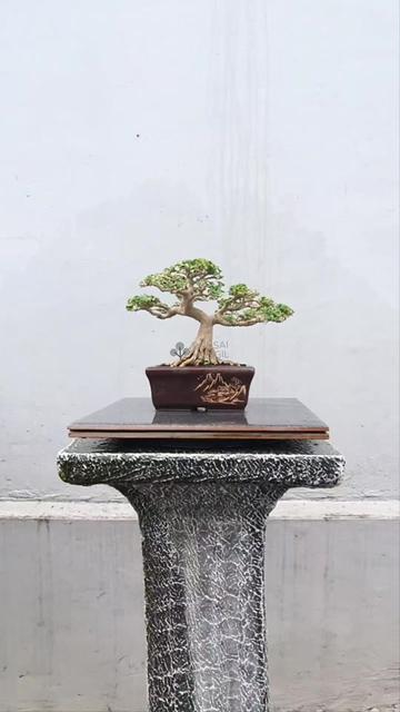 @Bonsai Mungil