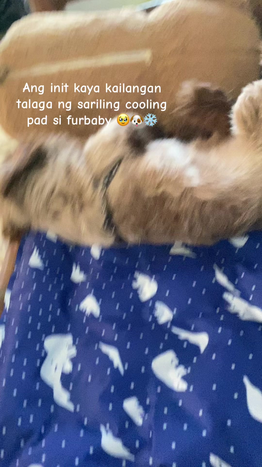 @findsss