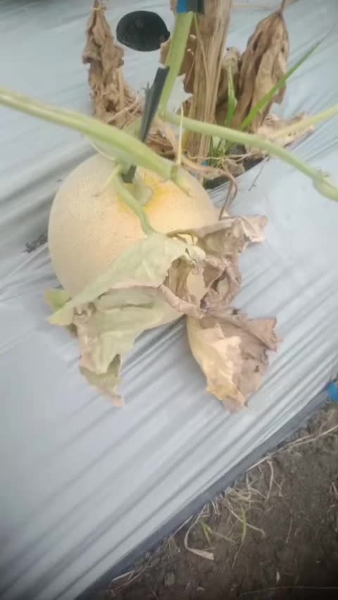 @Kempling Melon