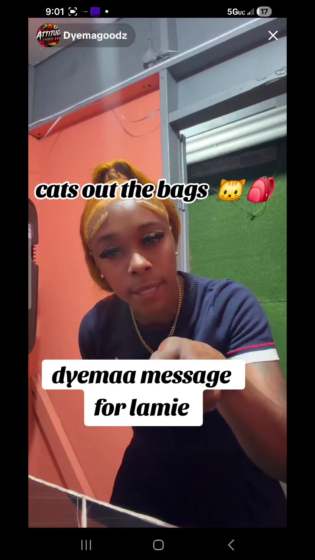 @cats out  the bags 🐱🐱🐱🐱🐱
