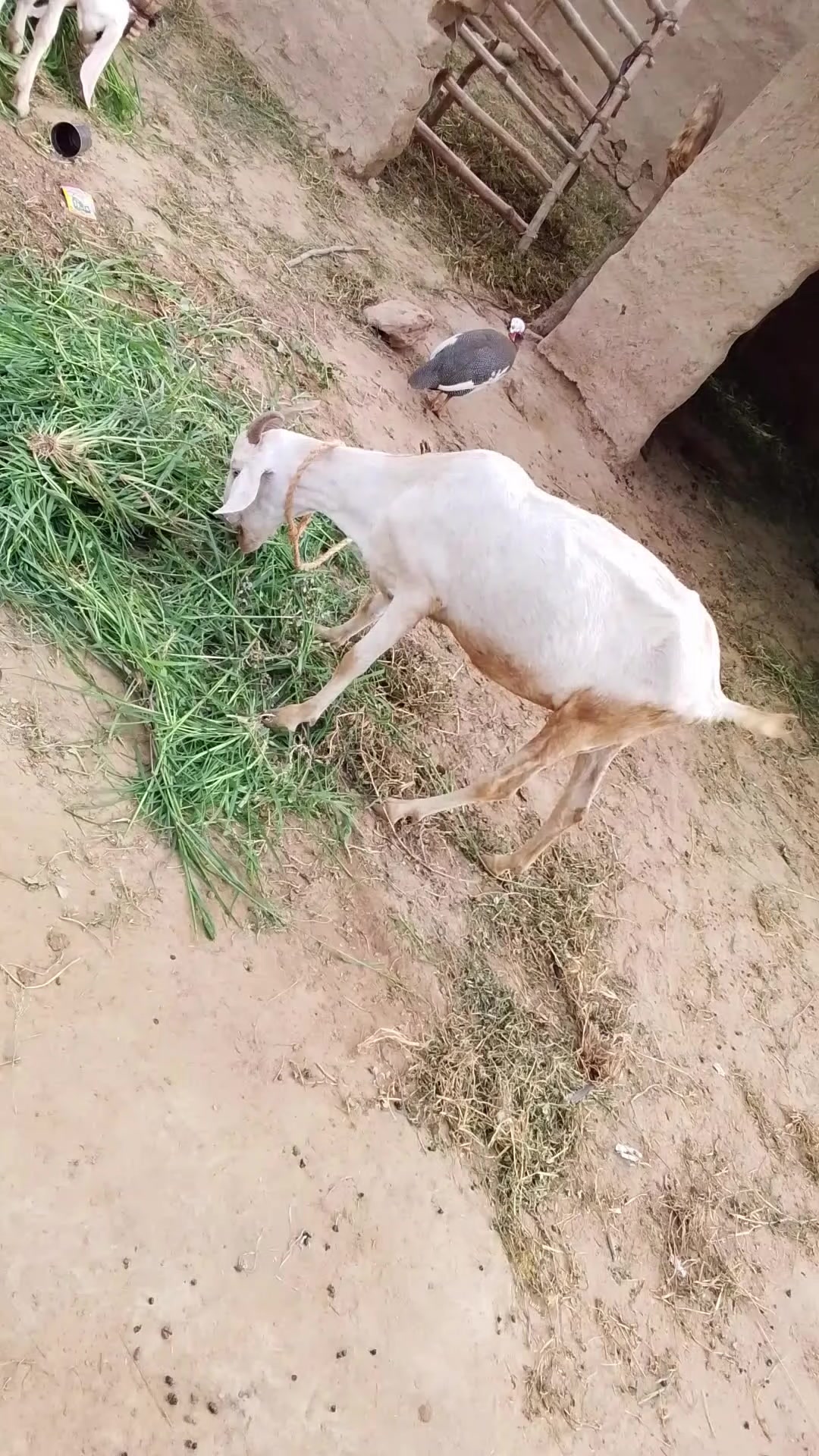 @kirshan jee 92 wala