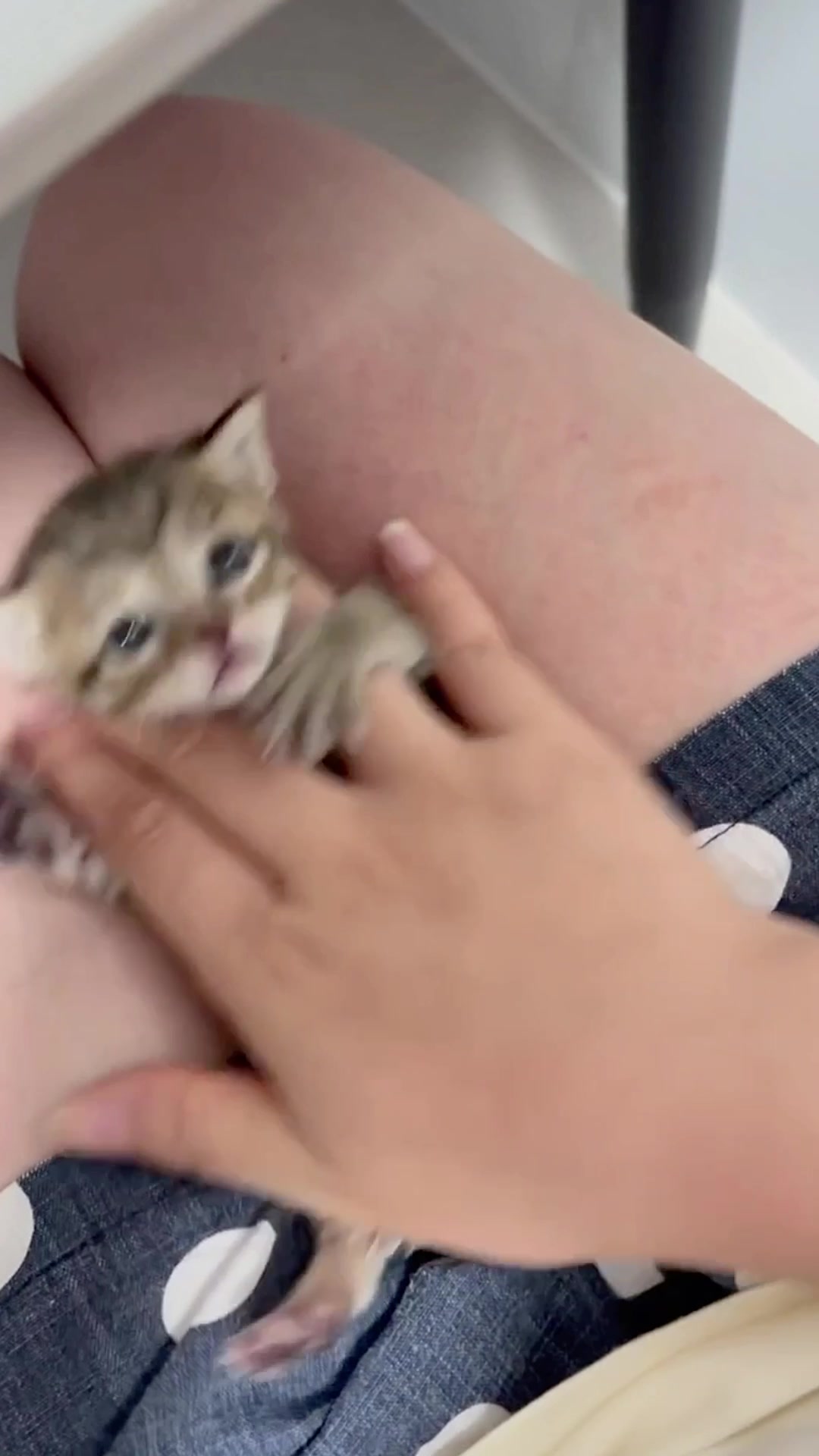@catbosssss