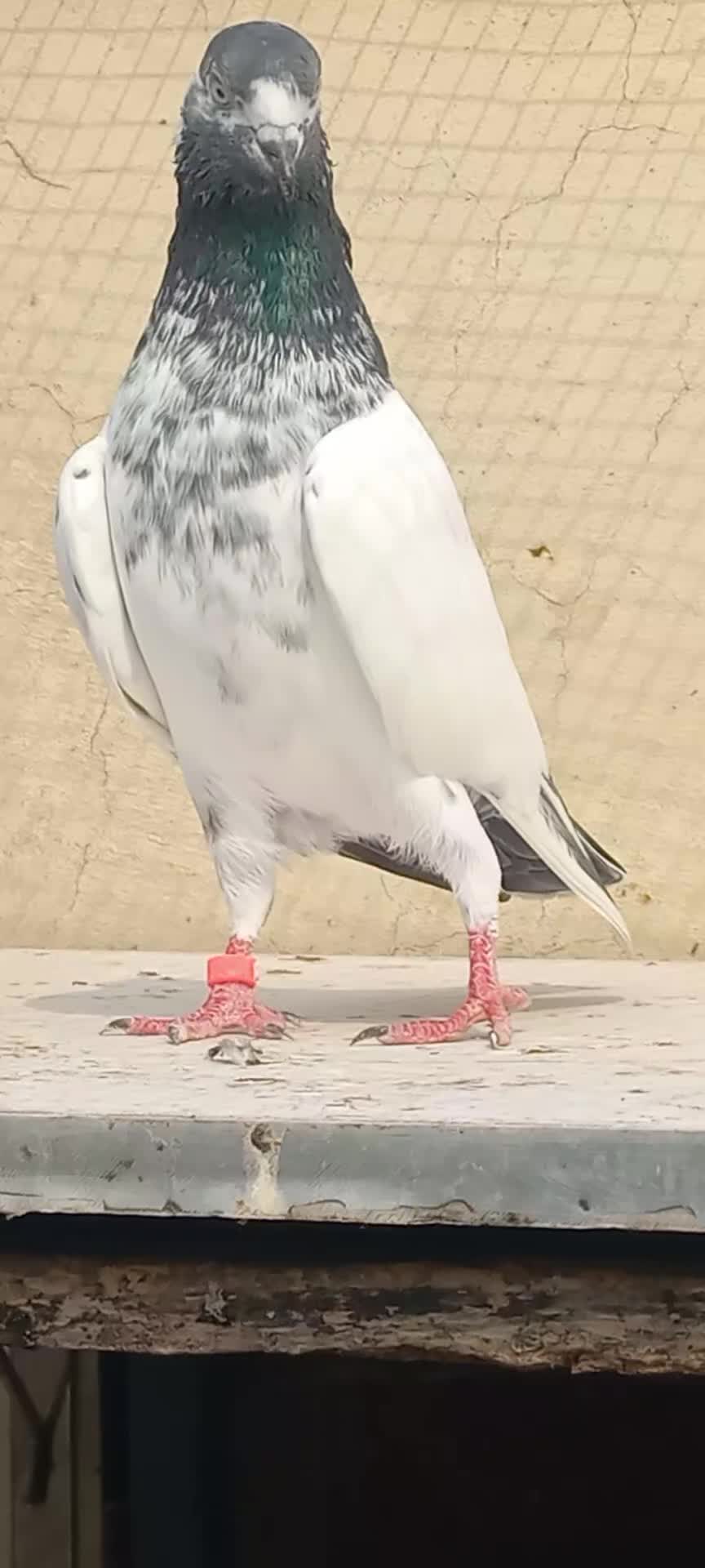 @Ranakasuripigeon