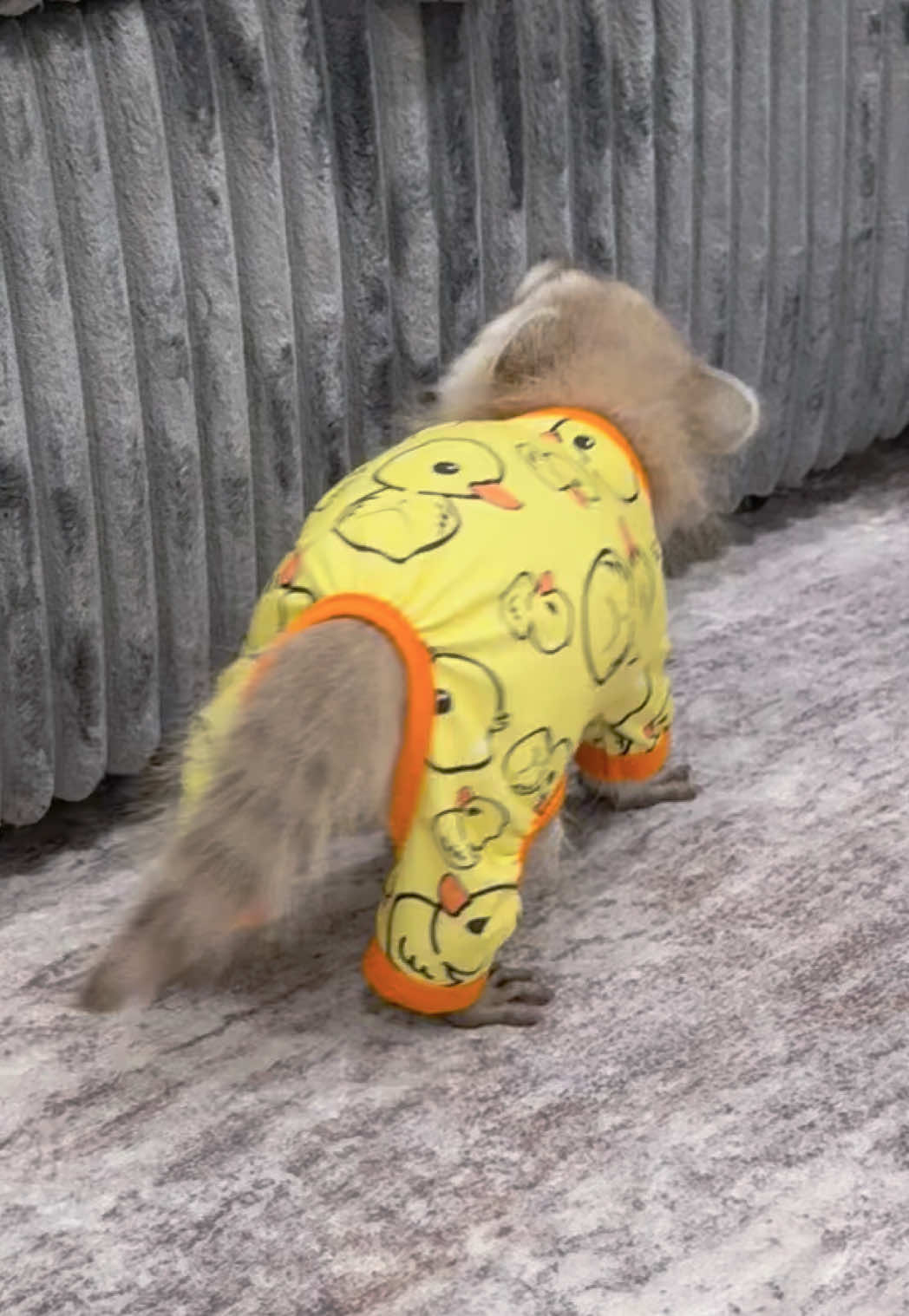 @Pooh the Raccoon