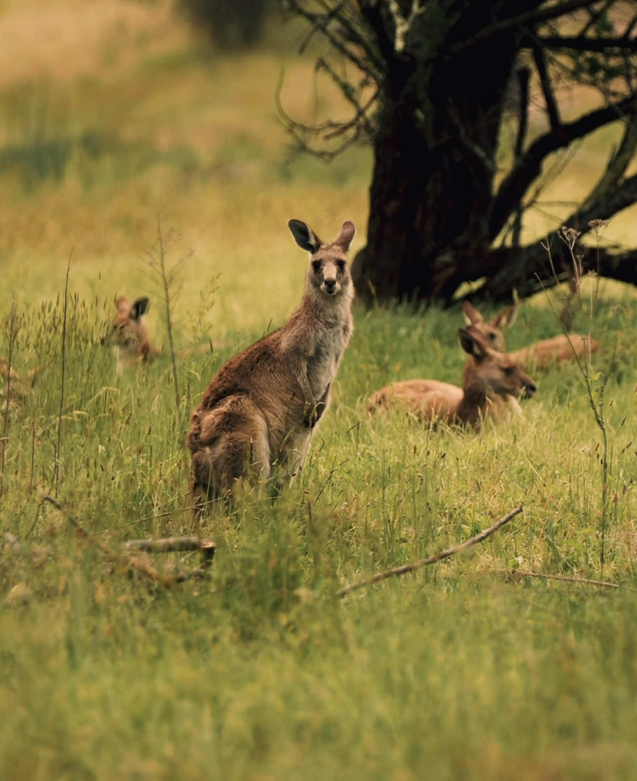 @Australia