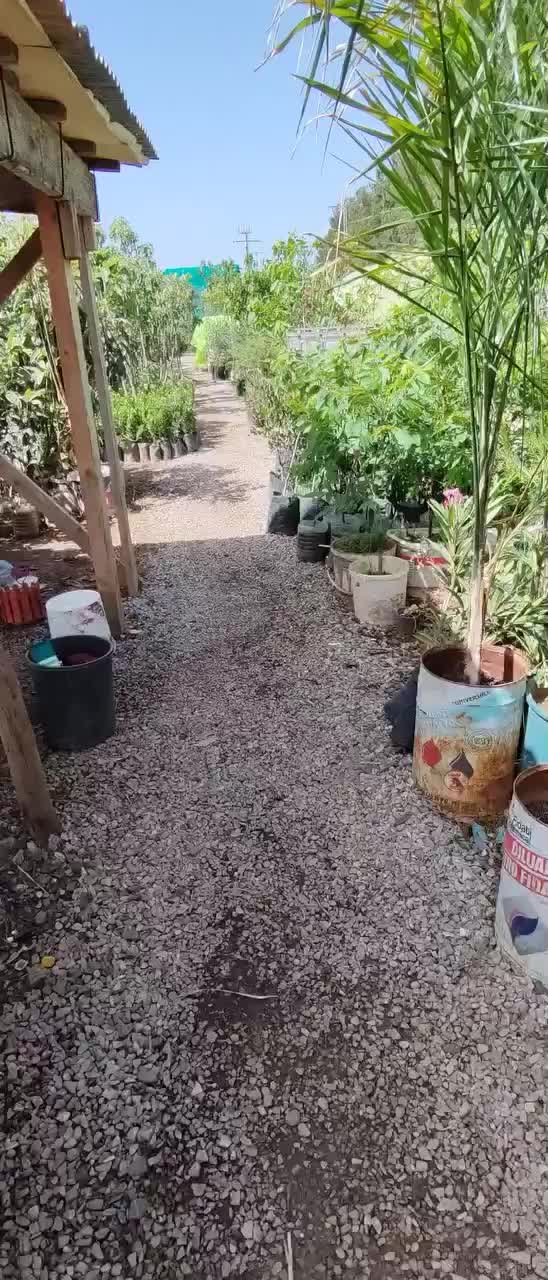 @مشتلة عبدالله