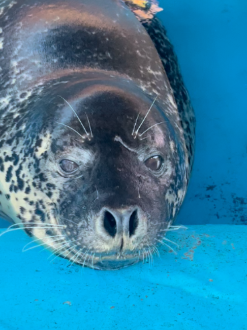 @Seal