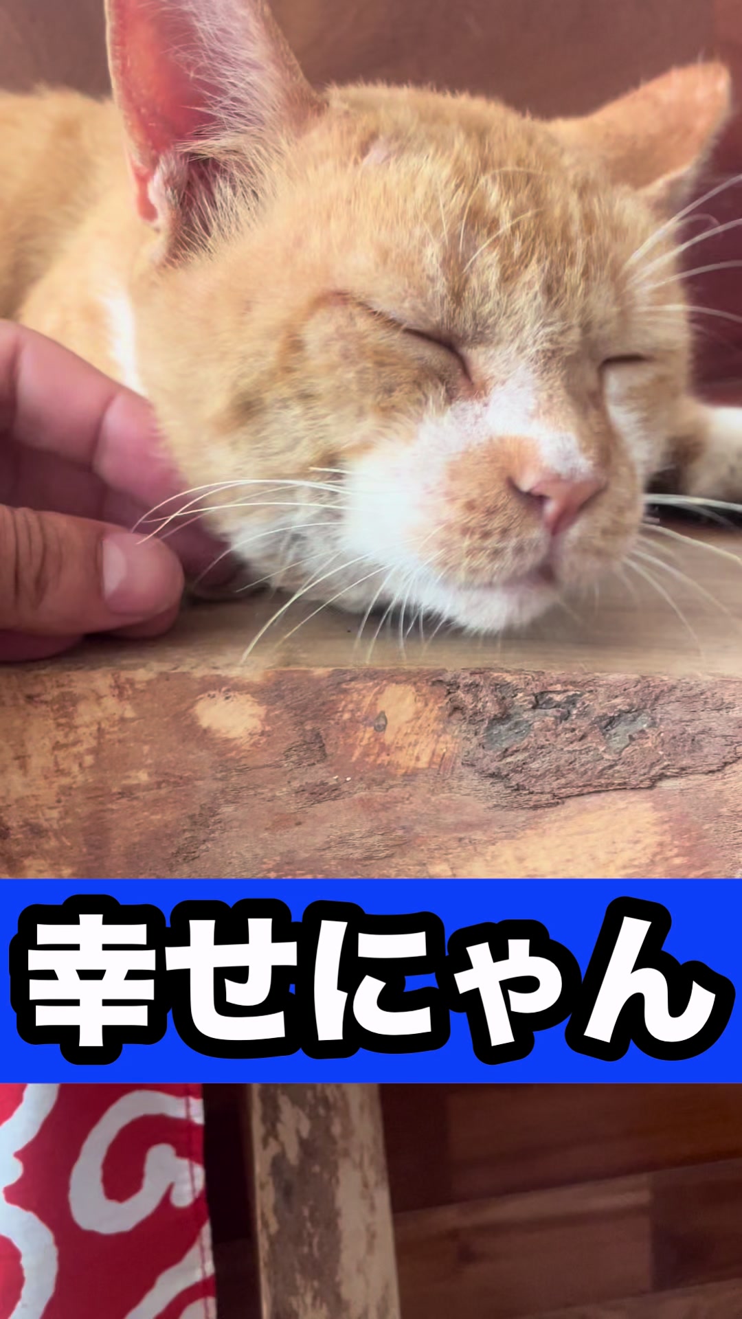 @藤原 政宗　動物好き❤️飛行機好き❤️
