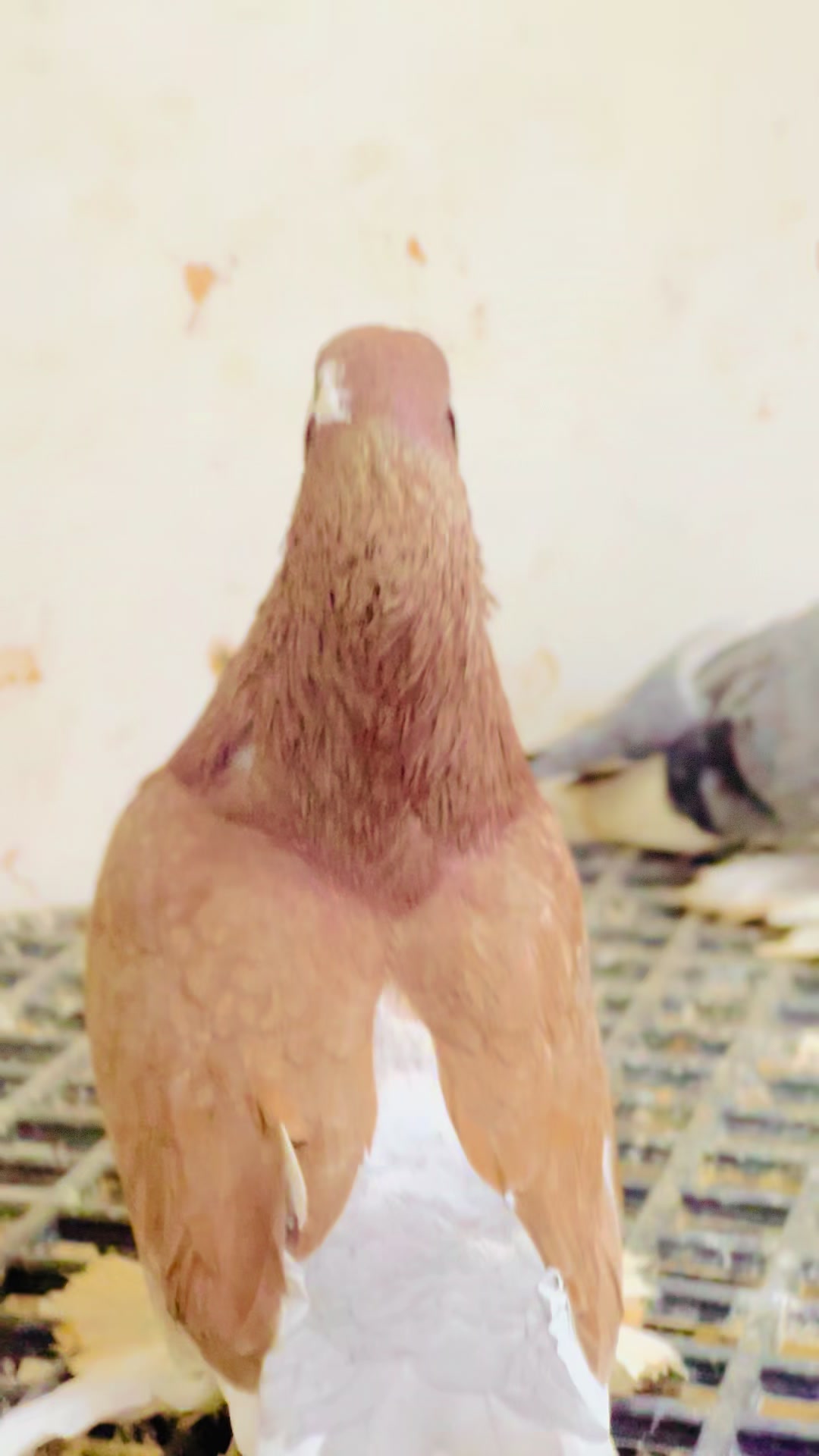 @﮼عزو،السليني🕊️🫀