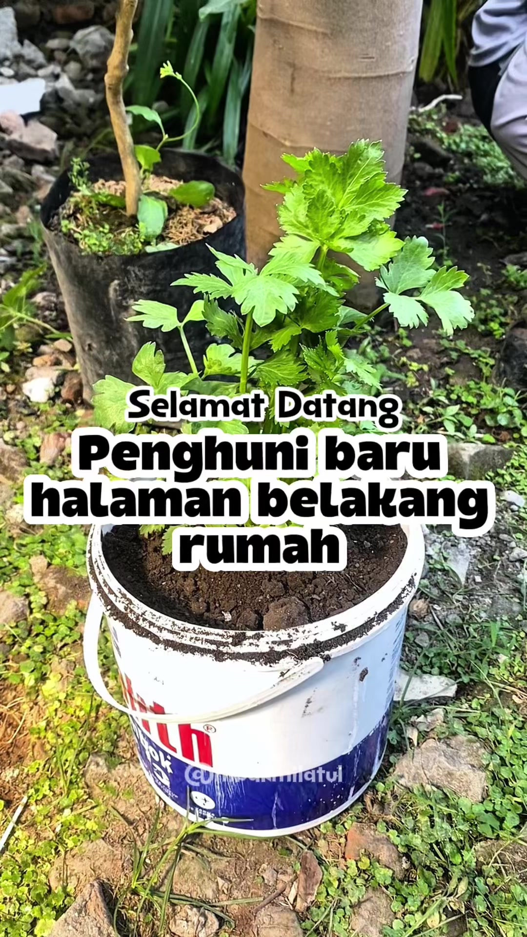 @mbakmilatul