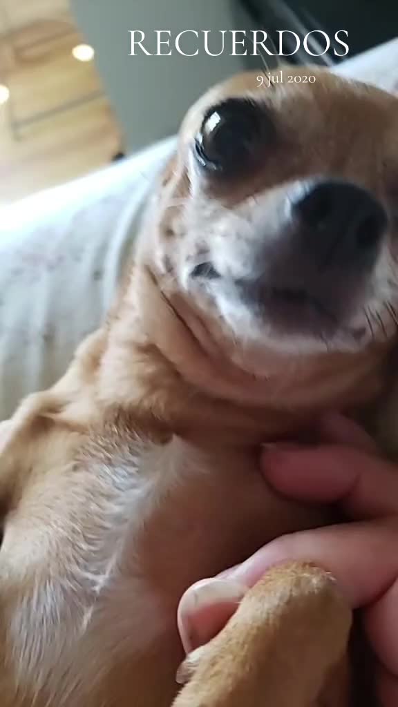 @Tiny Chihuahuas