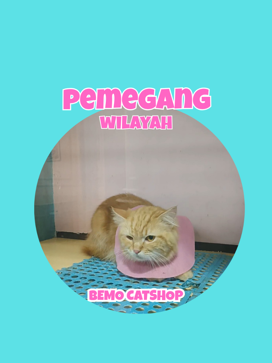 @Bemo Catshop
