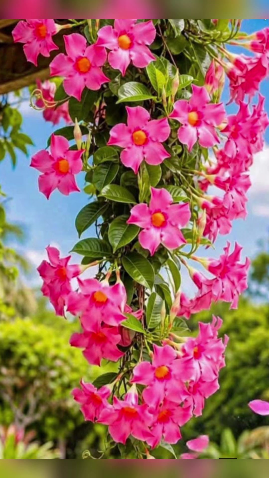 @DirghaTez Shrestha