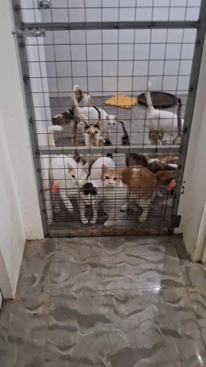 @mylharescues