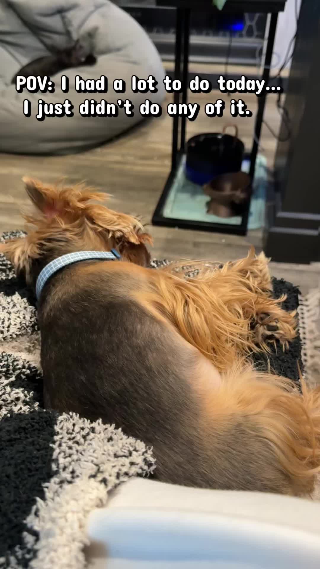 @newyorkiebymilo