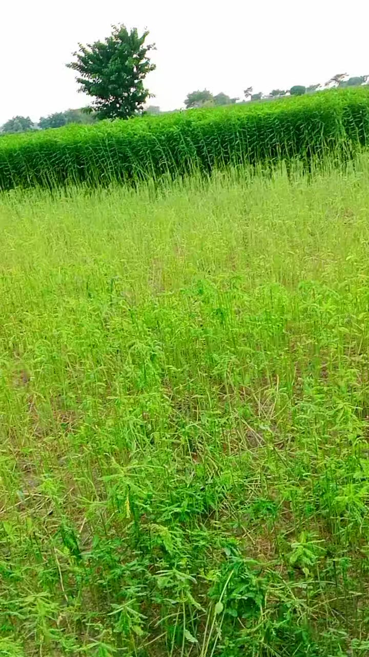 @عبدﷲ ٹھیکیدار