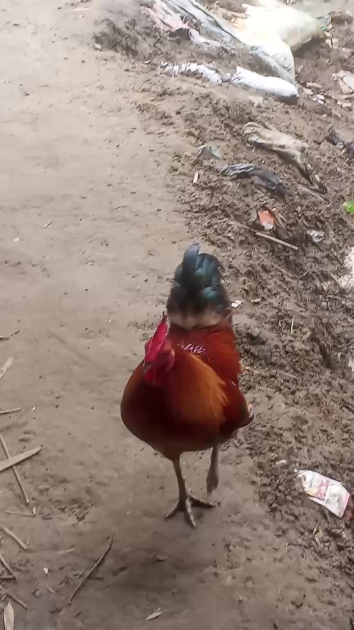 @,এমডি,সাহিন,🥀🥀