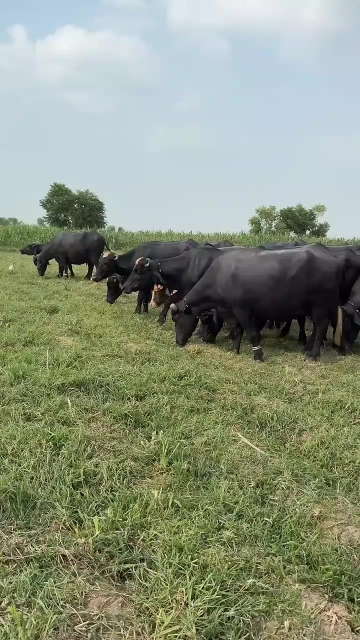 @GUJJAR DAIRY FARM