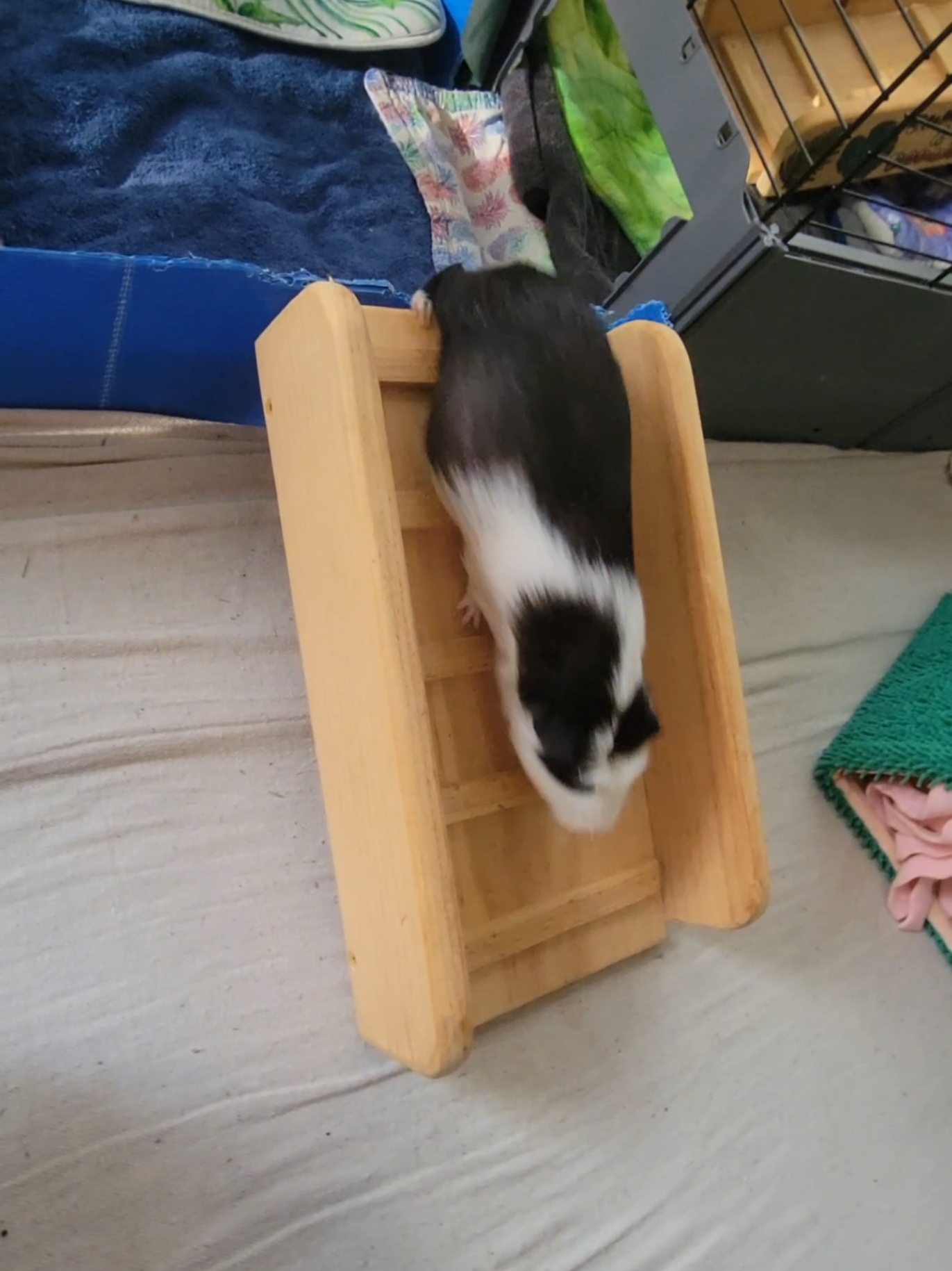 @Dunkin & Donut the guinea pigs