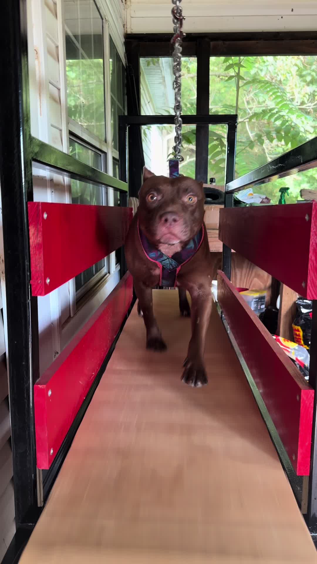 @WorldGoneMadKennels