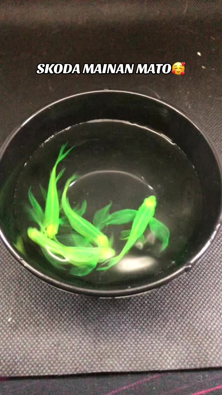 @RULL GUPPY??