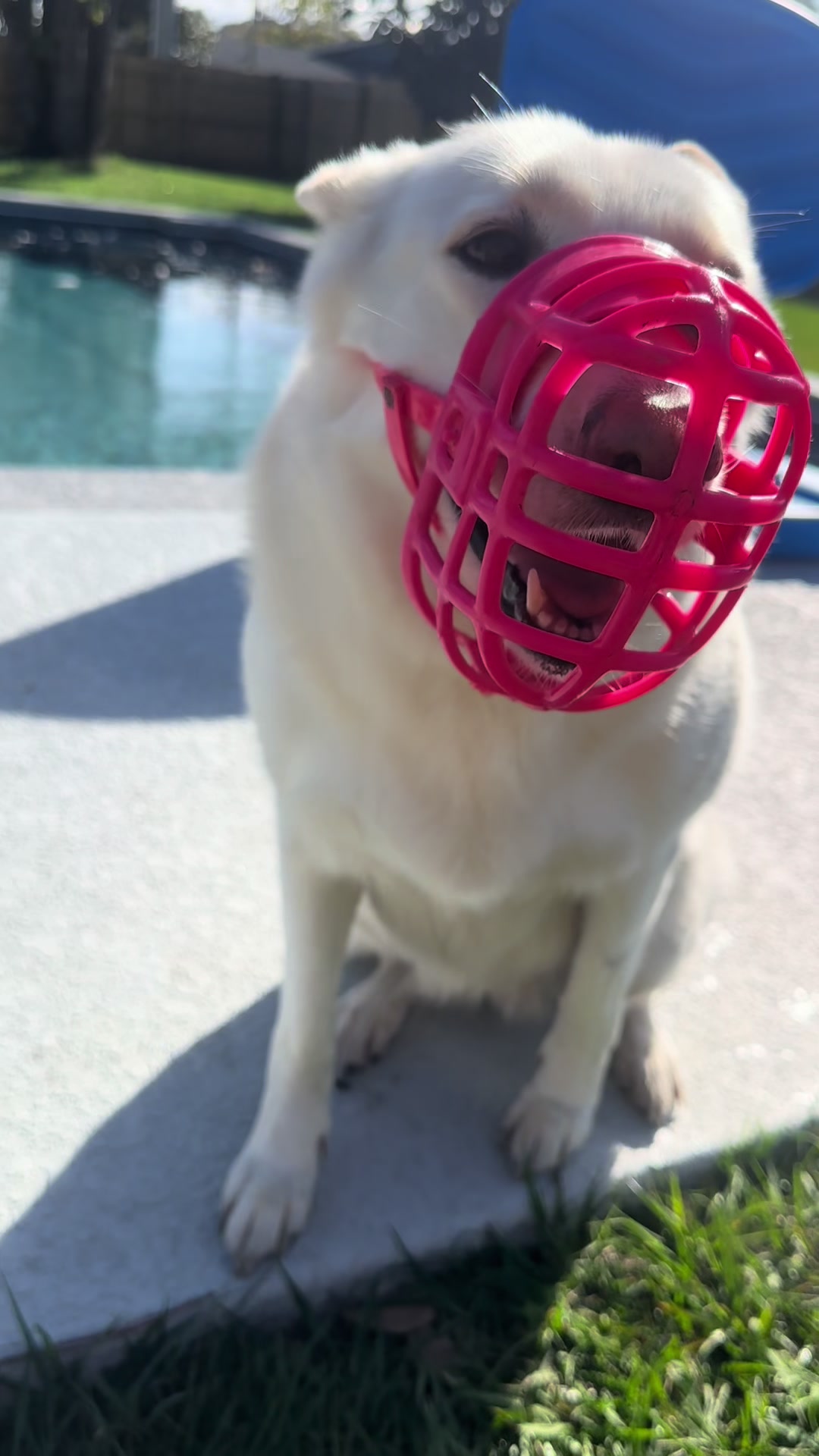 @K9.corporal