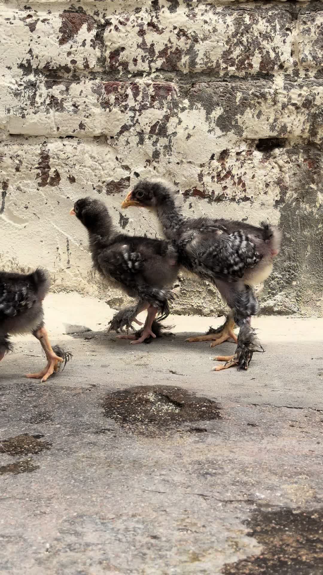 @Poultry Express 🐓