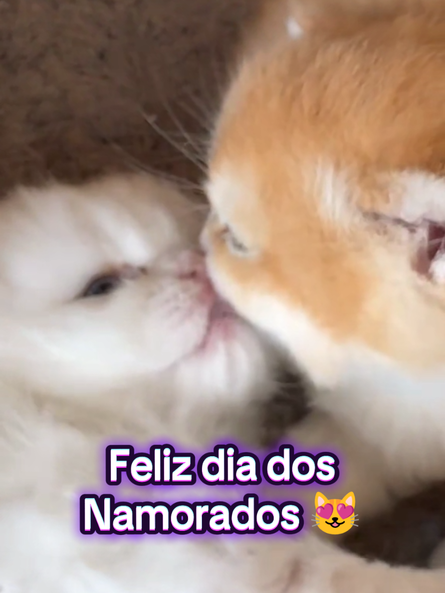 @Gatosetravessuras@10