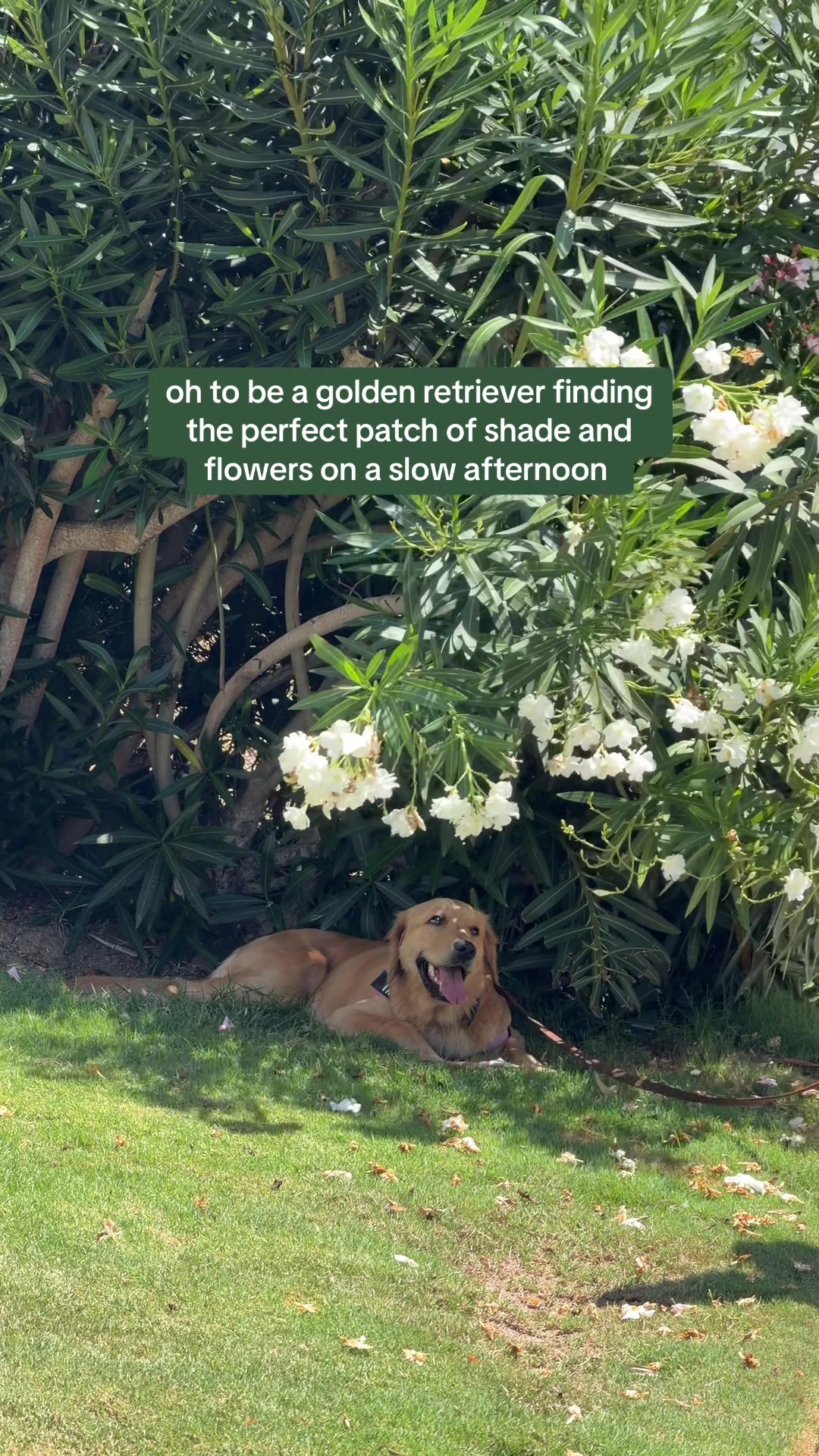 @Tater the Golden Girl