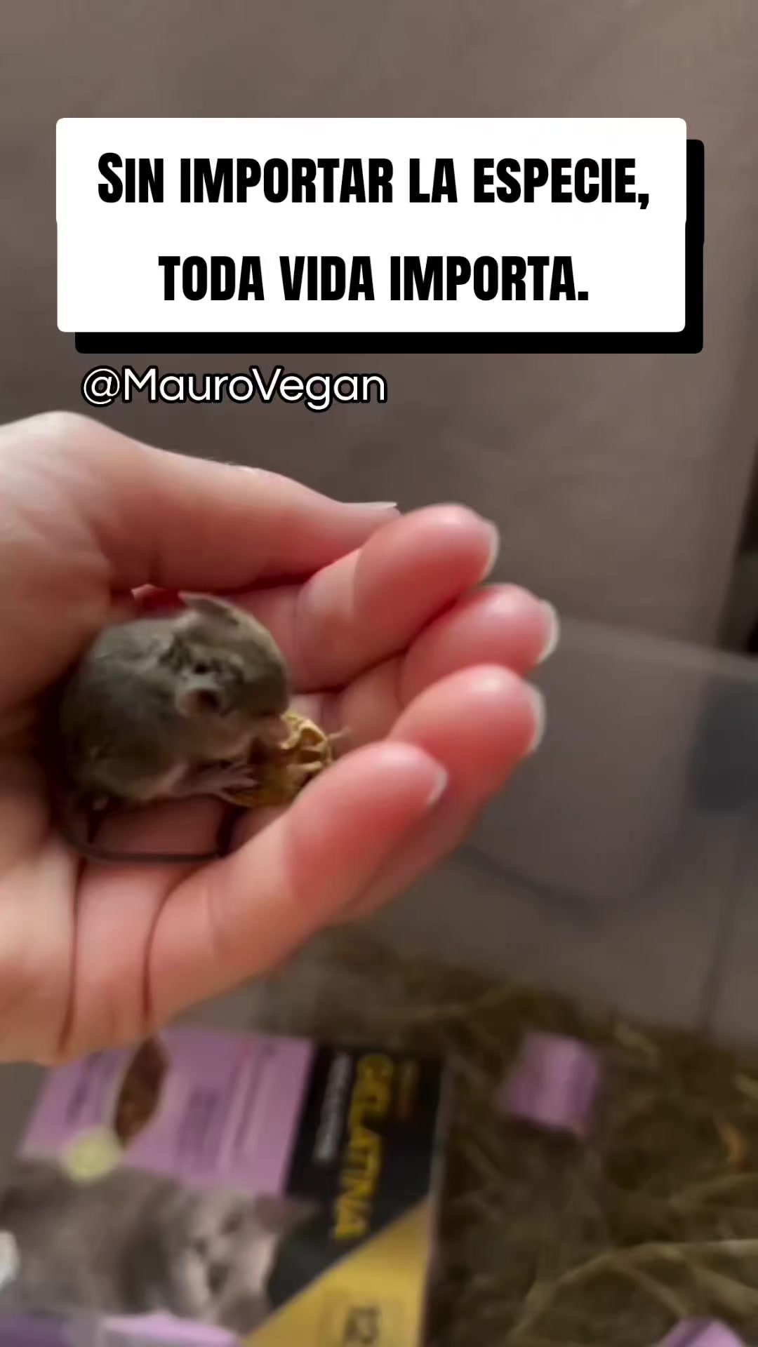 @Mauro Vegan🐑