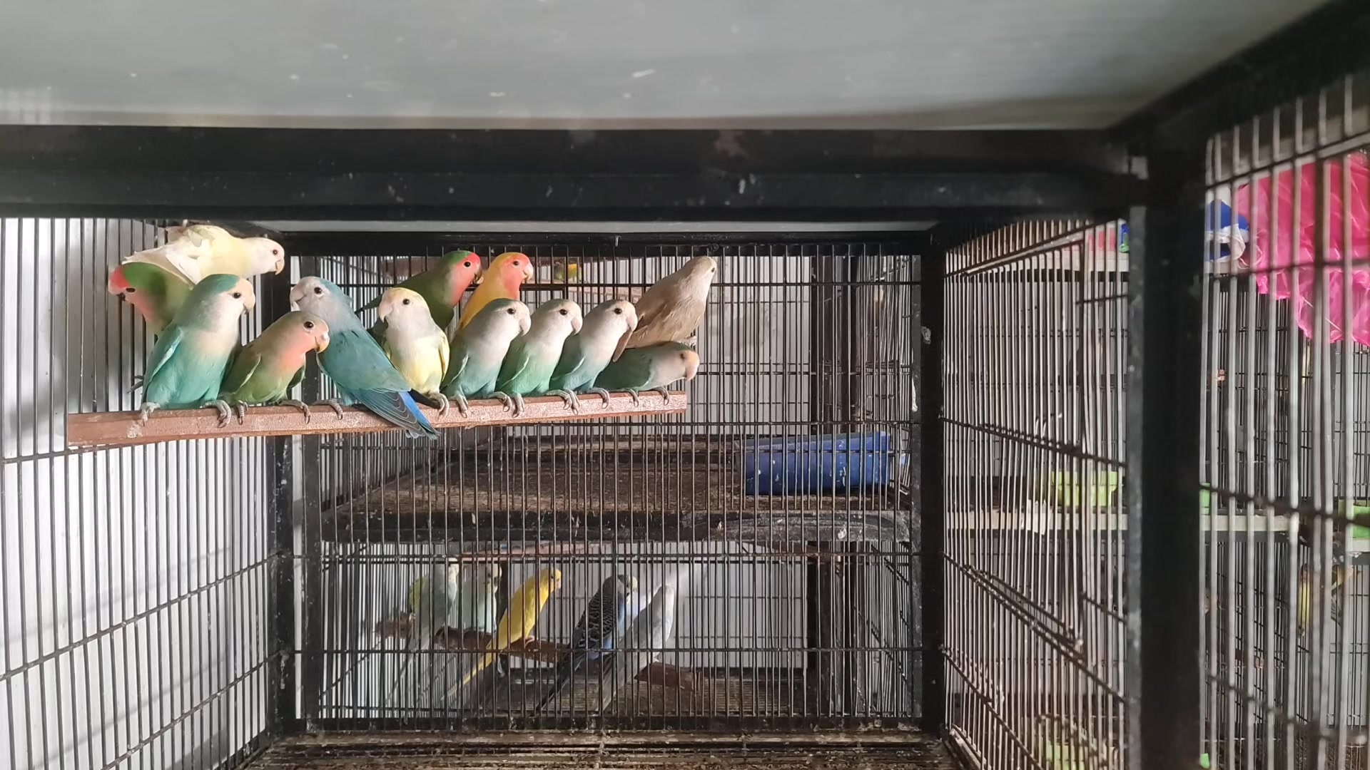 @ROYAL BIRD US