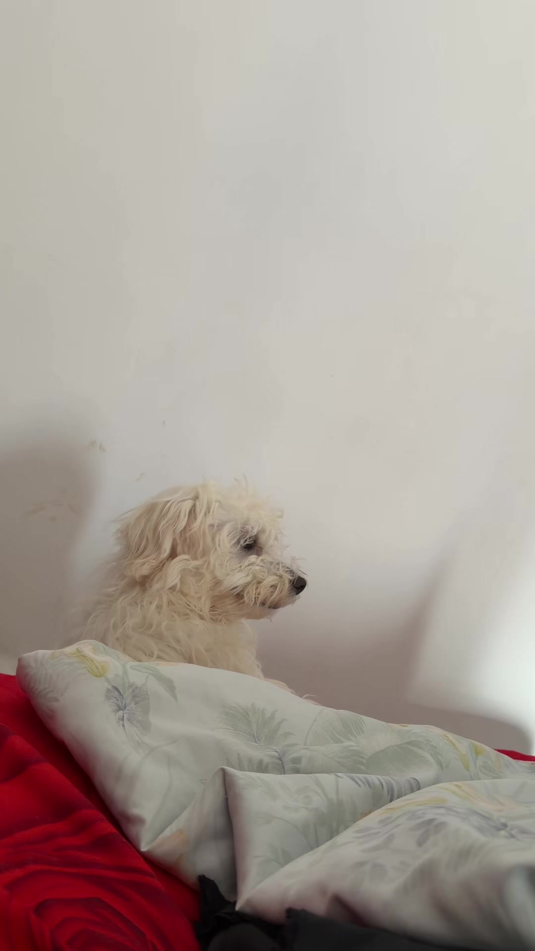 @招财🐶