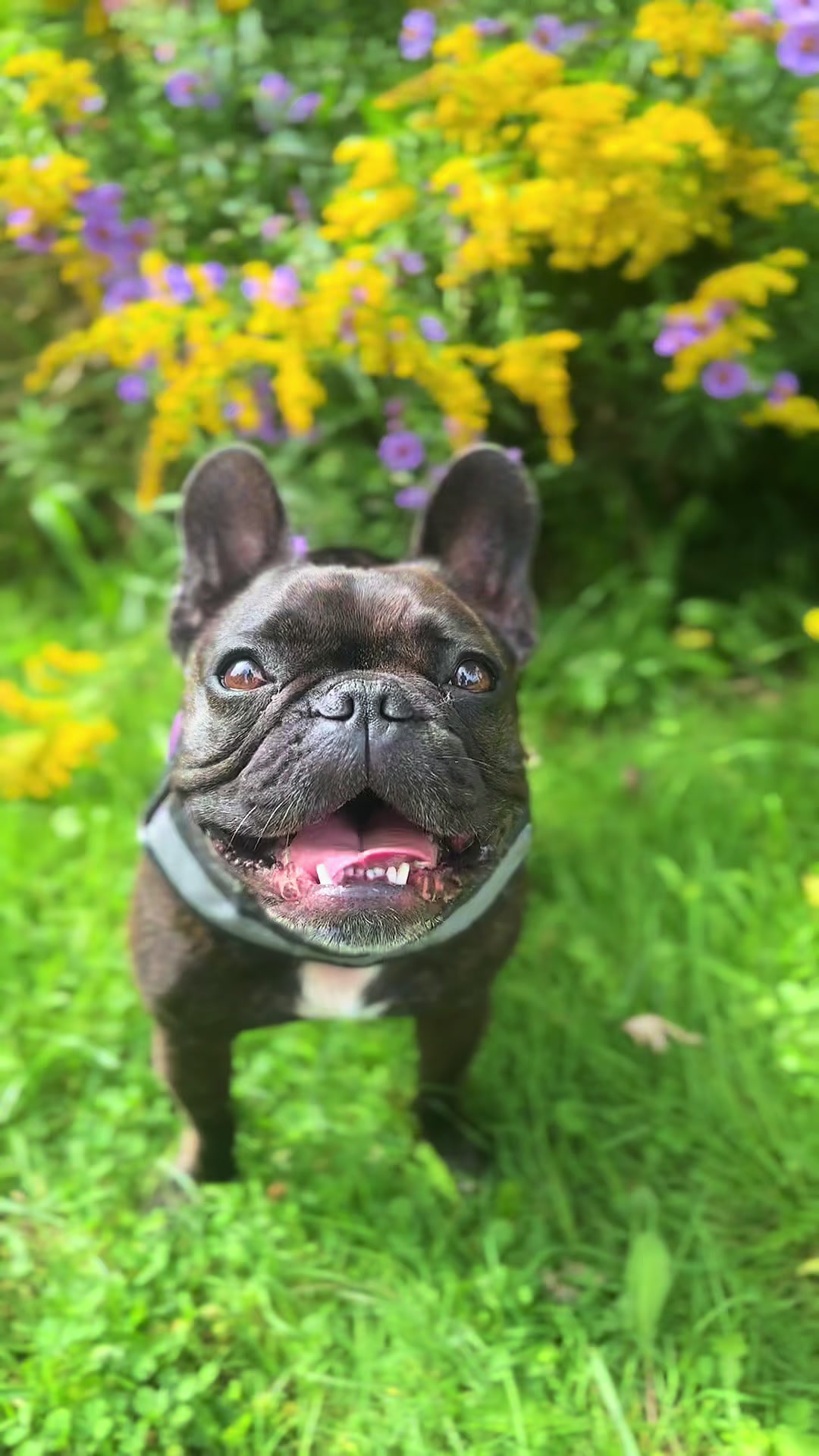 @Lucy the Frenchie