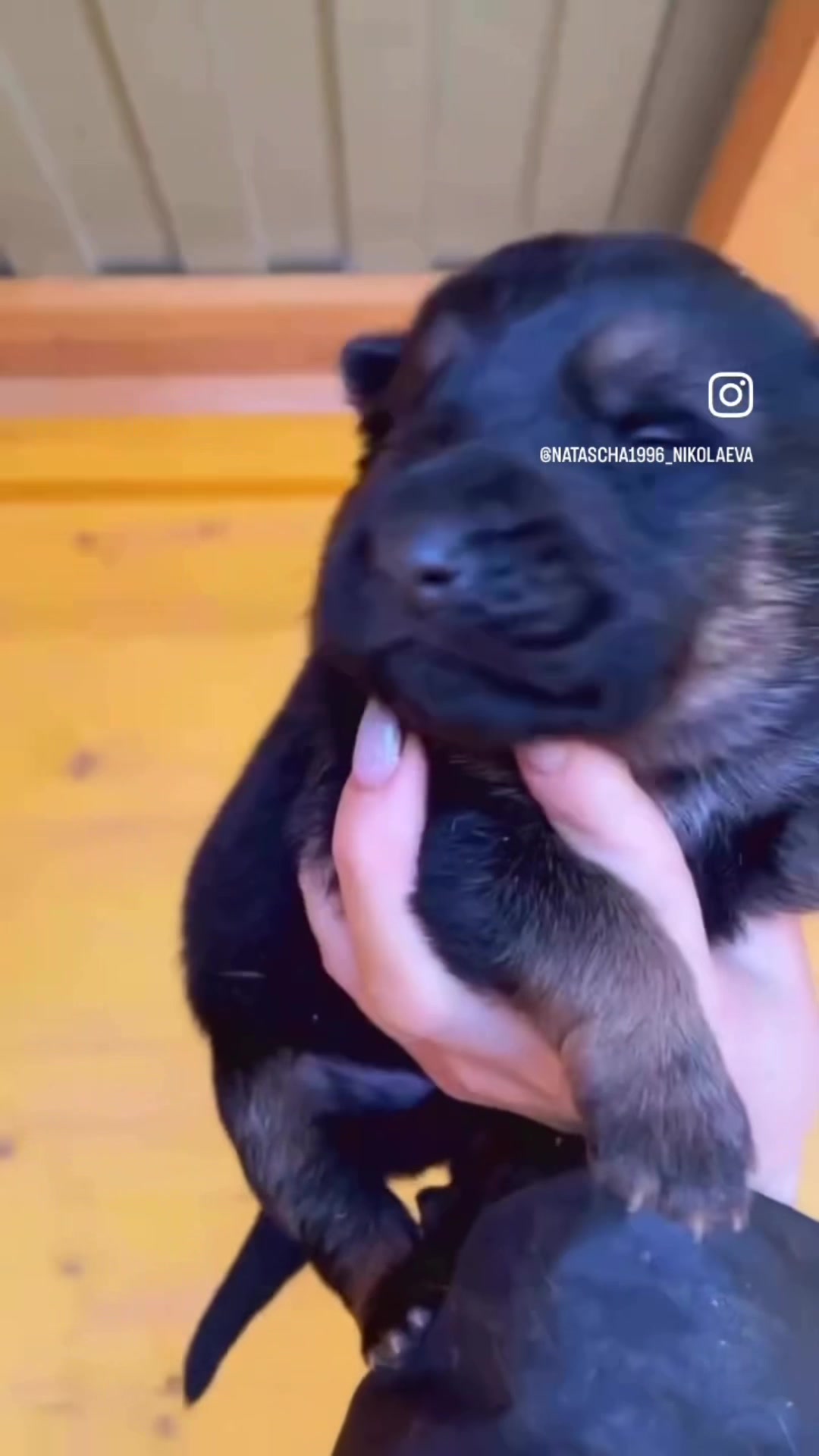 @Щеночки немецкой овчарки)))🐶
