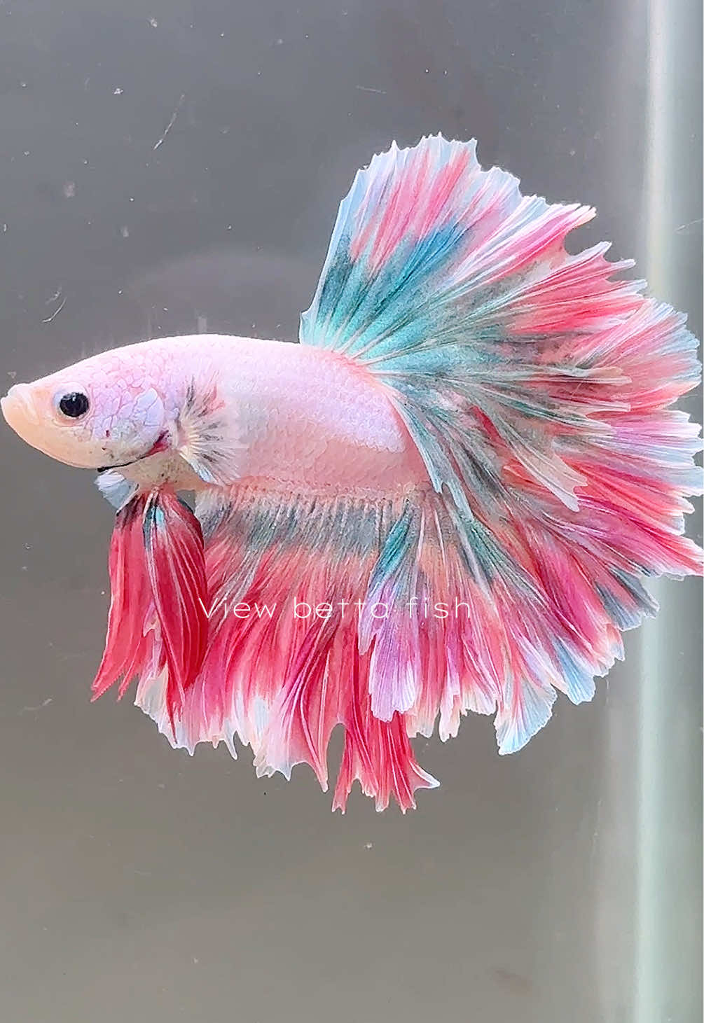 @วิวอยากเลี้ยงปลากัด🐠