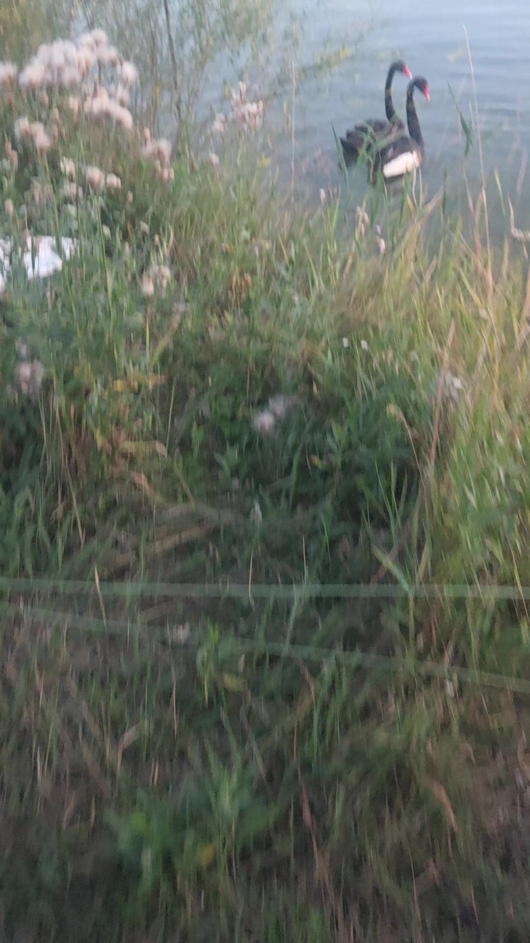 @Mia