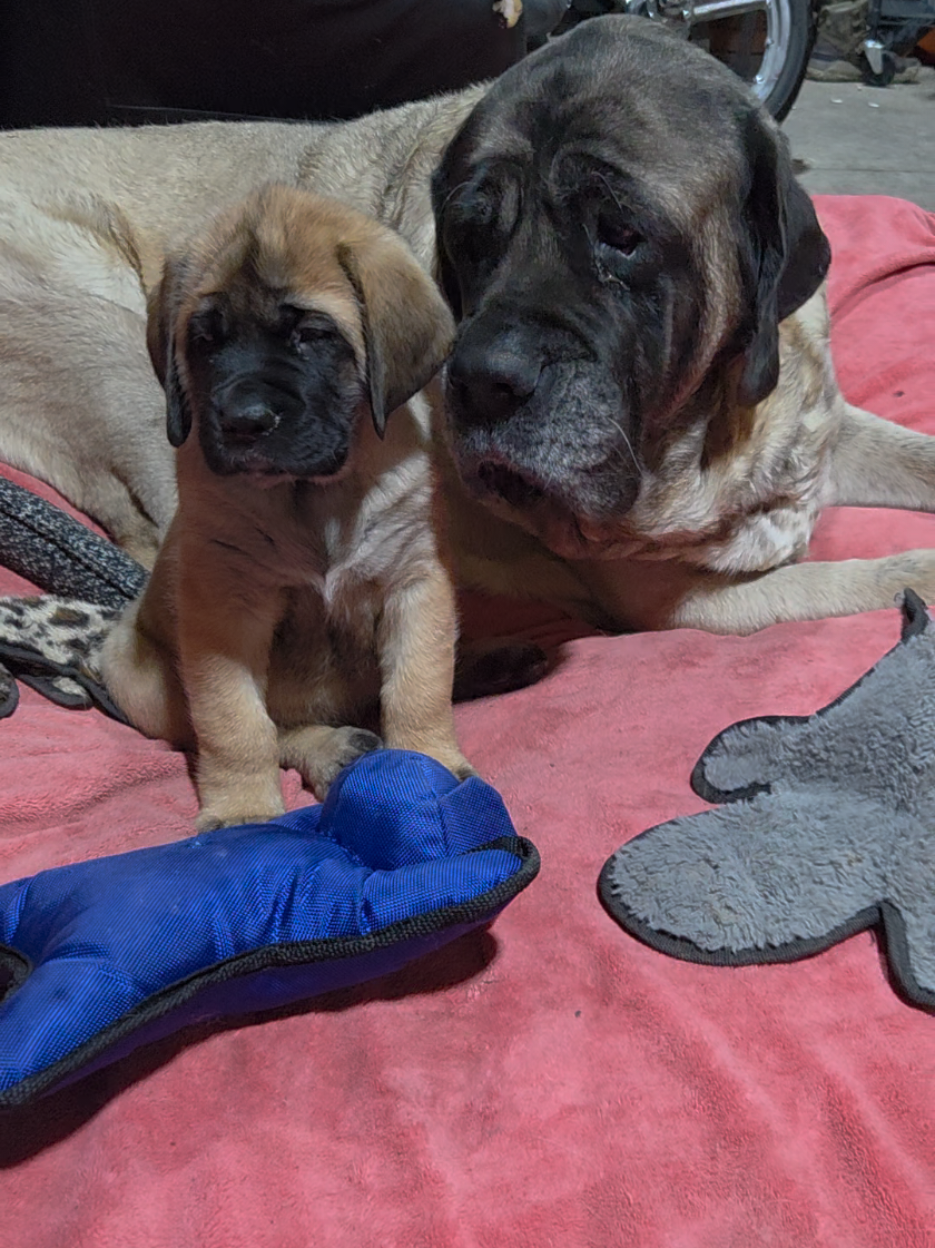 @Maple Mastiffs