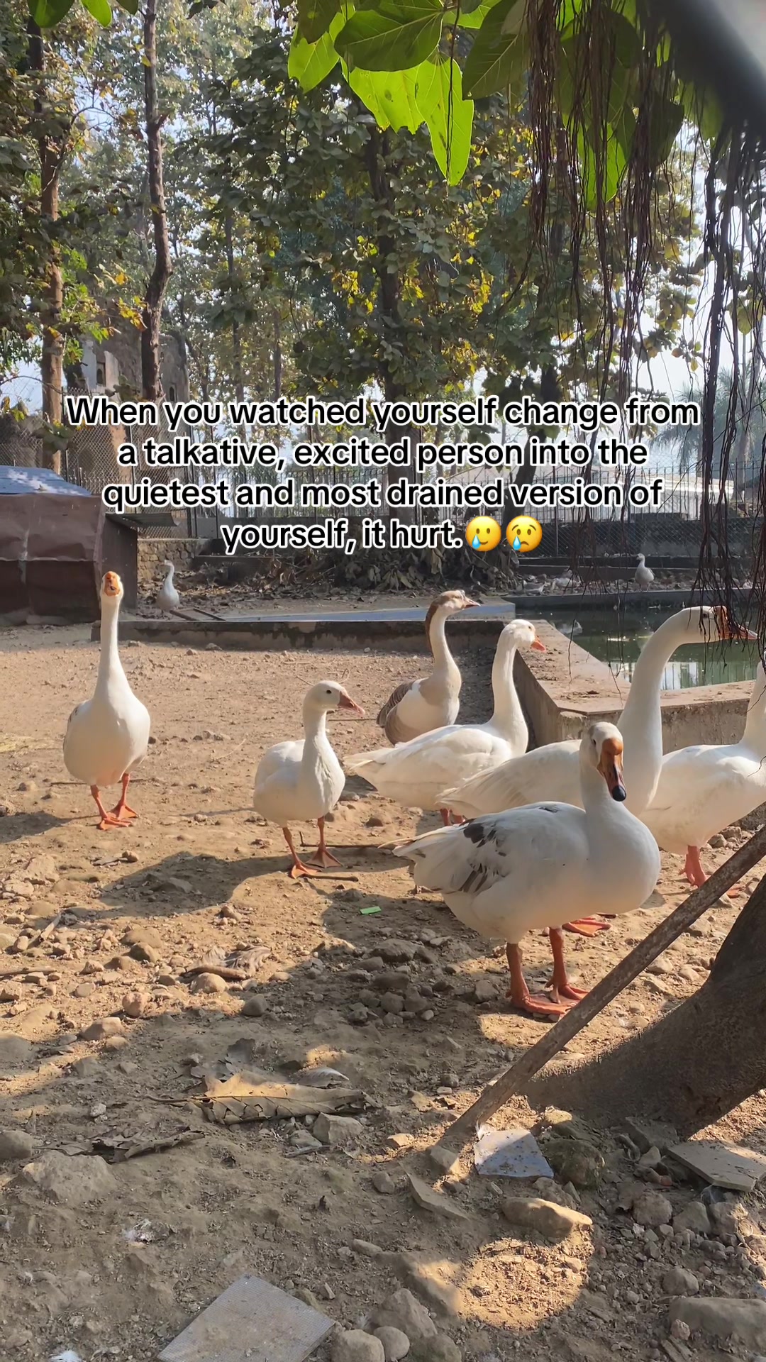 @ShyWanderer