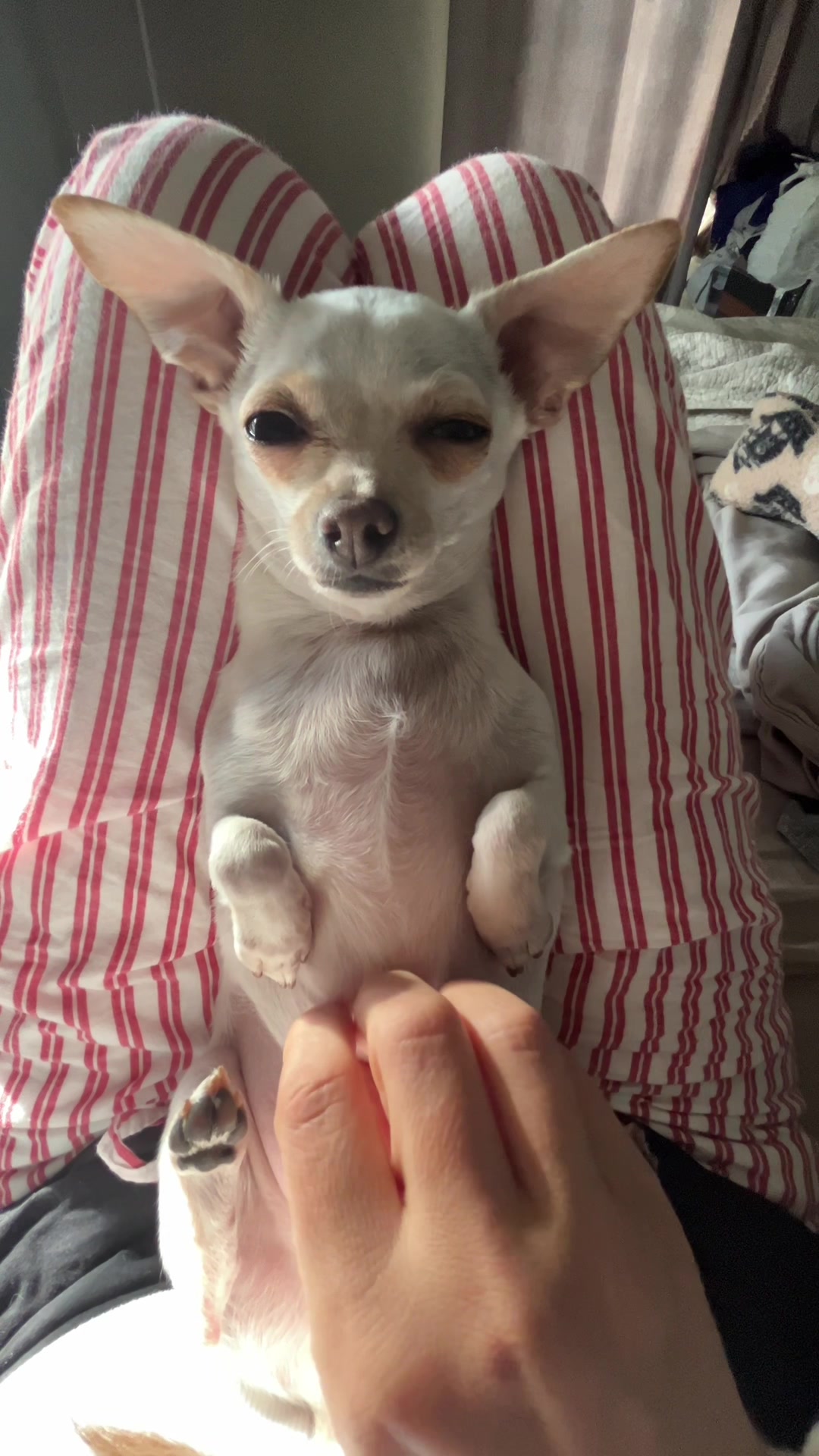 @TBD the Rescue Chihuahua